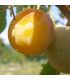 Prunier Mirabelle de Nancy bio