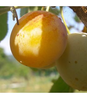 Prunier Mirabelle de Nancy bio