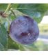 Prunier Reine-Claude violette bio
