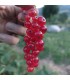 Groseillier Versaillaise rouge bio