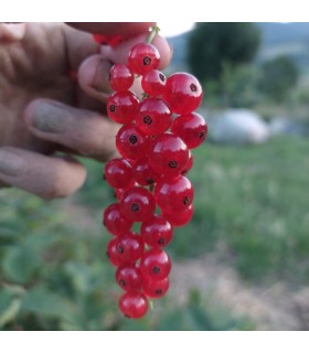 Groseillier Versaillaise rouge bio