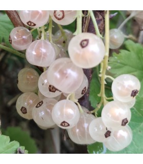 Groseillier Gloire des Sablons bio