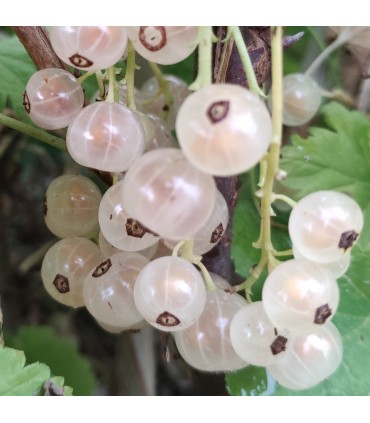 Groseillier Gloire des Sablons bio