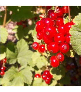 Groseillier Rovada bio