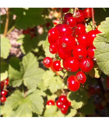 Groseillier Rovada bio