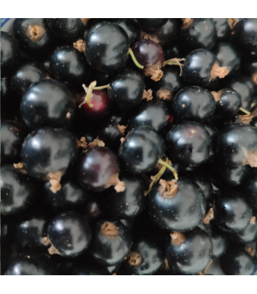 Cassis Noir de Bourgogne bio