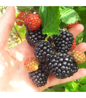 Mûre sans épines Loch Ness bio