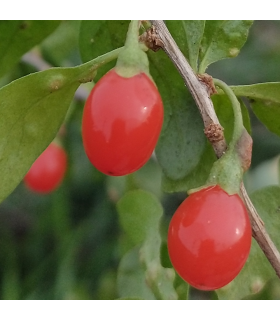 Goji Ningxia NQ1 bio