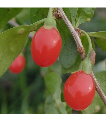 Goji Ningxia NQ1 bio
