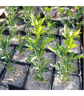 Citrumello C4475 (porte-greffe agrume)