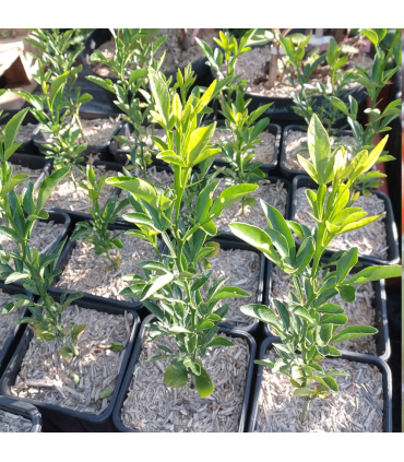 Citrumello C4475 (porte-greffe agrume)