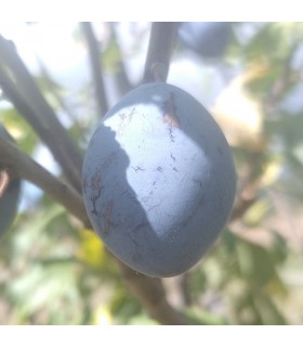 Prunier Quetsche Zimmer