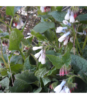 Consoude à grandes fleurs bio