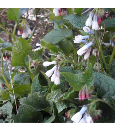 Consoude à grandes fleurs bio