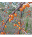 Argousier femelle Rockorange bio