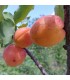 Abricotier Bergeron bio