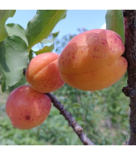 Abricotier Bergeron bio