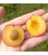 Abricot-prune Pluot Selection