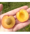 Abricot-prune Pluot Selection