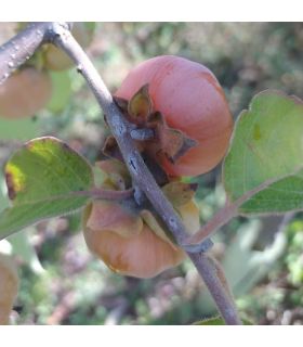 Plaqueminier Meader bio