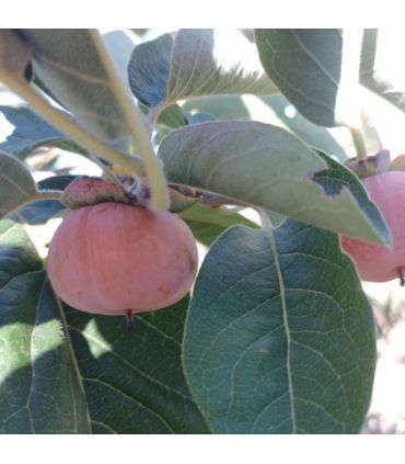 Plaqueminier Meader bio