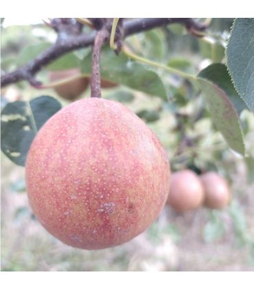 Nashi rouge Maxie bio