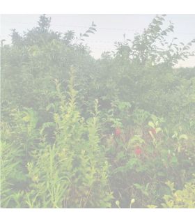 Noisetier Corabel bio