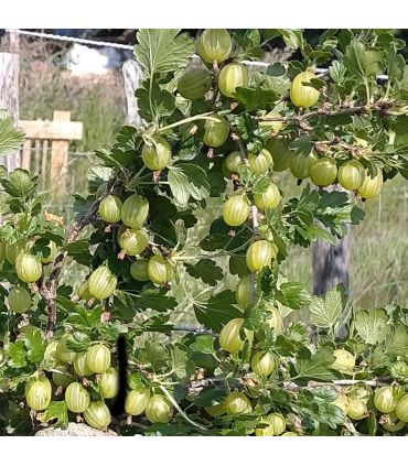 Groseillier à maquereau Varianta bio