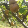 Pommier Patte de loup bio