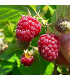 Framboisier Lloyd George bio