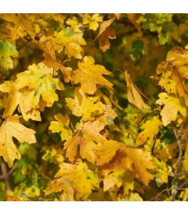 Erable champêtre AB