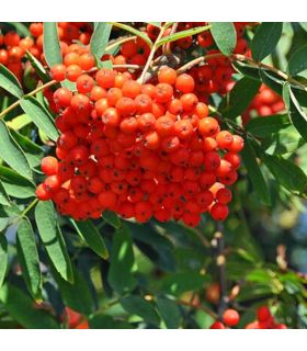 Sorbier des oiseleurs AB