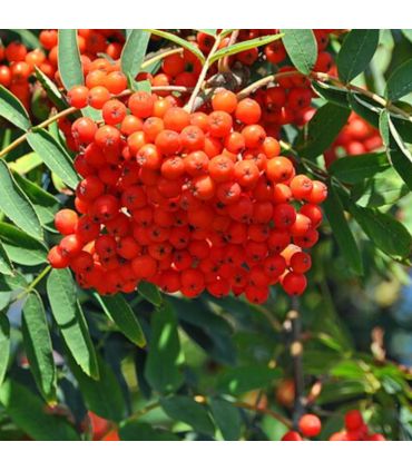 Sorbier des oiseleurs AB