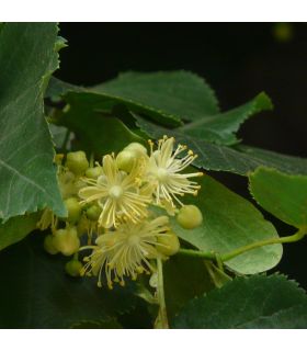 Tilleul à petites feuilles