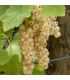 Groseillier Gloire des Sablons bio
