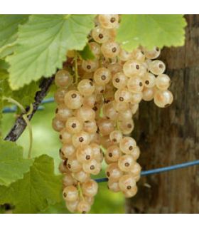 Groseillier Gloire des Sablons bio