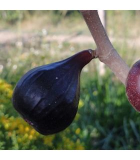Figuier Noire de Caromb AB