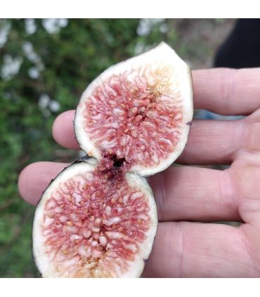 Figuier Noire de Caromb AB