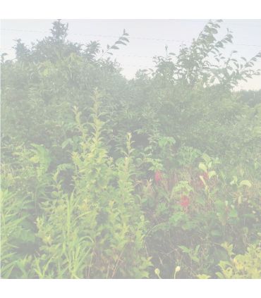 Fraisier Rubis des jardins