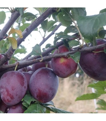 Peacotum sanderii bio