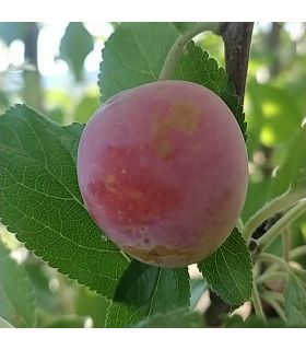 Prunier Des Béjonnières