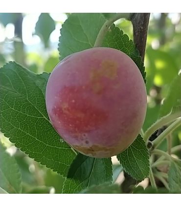 Prunier Des Béjonnières