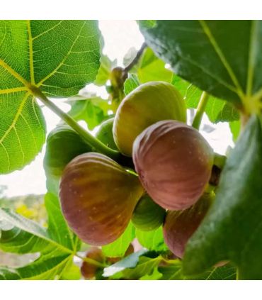 Figuier Goutte d'or AB