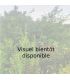 Plaqueminier Simshu bio