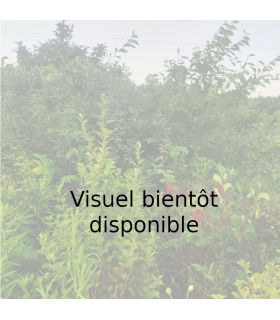 Cerisier Jaune de Doenissen bio