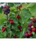Amélanchier à feuilles d'aulne bio