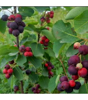 Amélanchier à feuilles d'aulne bio