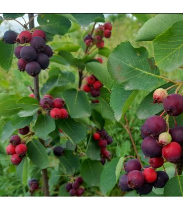 Amélanchier à feuilles d'aulne bio