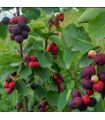 Amélanchier à feuilles d'aulne bio