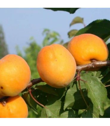 Abricotier Luizet (Suchet) bio